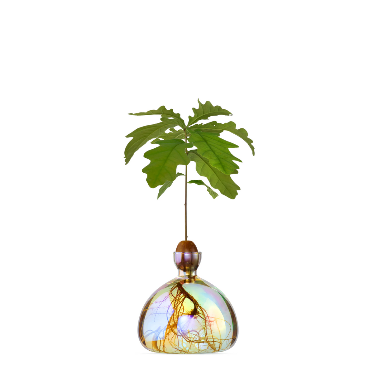 Acorn Vase